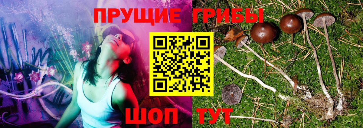 Галлюциногенные грибы Psilocybe  Вход с VPN  Аша 